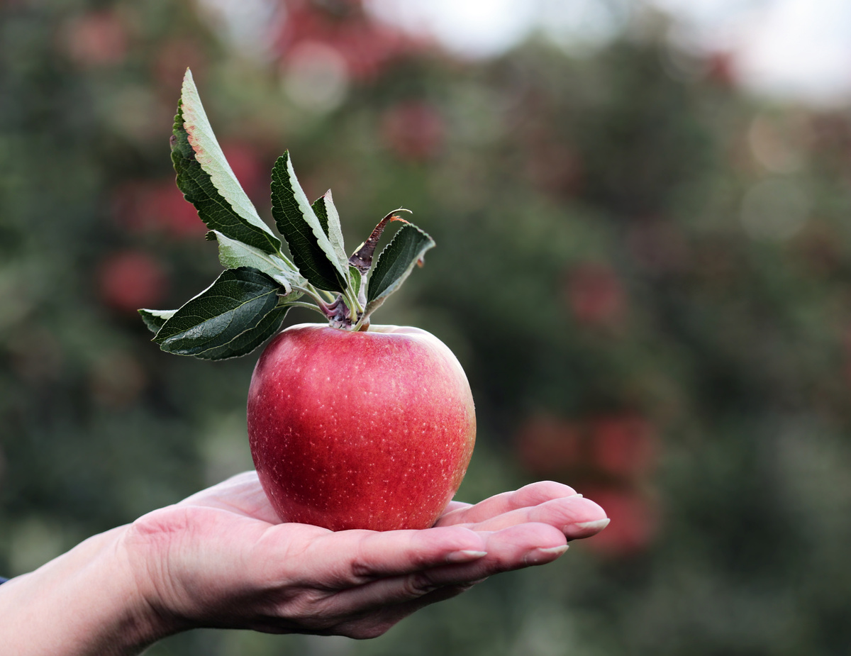 Hand Holding Red Apple Outdoors